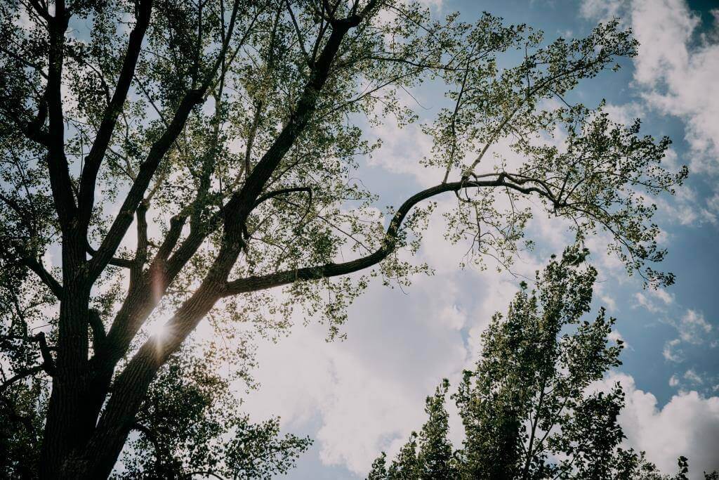 Forêt urbaine